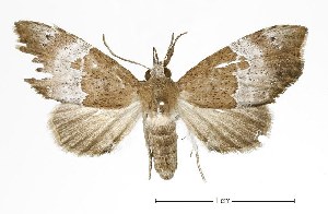  (Mecistoptera franzwagneri - USNM ENT 00933852)  @15 [ ] Unspecified (default): All Rights Reserved  Unspecified Unspecified