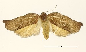  ( - USNM ENT 00800910)  @13 [ ] Unspecified (default): All Rights Reserved  Unspecified Unspecified