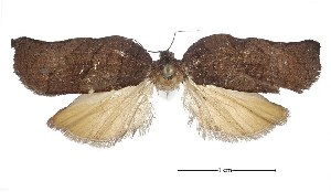  ( - USNM ENT 00933929)  @13 [ ] Unspecified (default): All Rights Reserved  Unspecified Unspecified