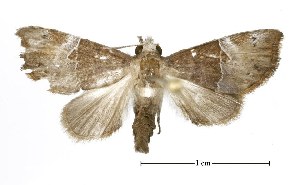 (Mecistoptera franzwagneri - USNM ENT 00203942)  @15 [ ] Unspecified (default): All Rights Reserved  Unspecified Unspecified