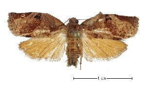  ( - USNM ENT 00206033)  @13 [ ] Unspecified (default): All Rights Reserved  Unspecified Unspecified