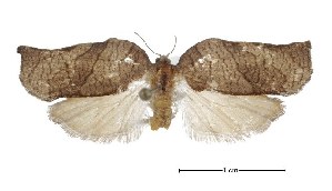  ( - USNM ENT 00933930)  @13 [ ] Unspecified (default): All Rights Reserved  Unspecified Unspecified