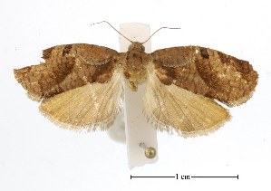  ( - USNM ENT 00933924)  @13 [ ] Unspecified (default): All Rights Reserved  Unspecified Unspecified