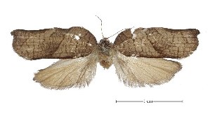  ( - USNM ENT 00933928)  @13 [ ] Unspecified (default): All Rights Reserved  Unspecified Unspecified