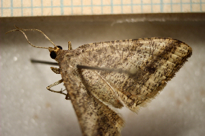  ( - MJP00363)  @11 [ ] Unspecified (default): All Rights Reserved (2070) State Museum of Natural History Karlsruhe State Museum of Natural History Karlsruhe
