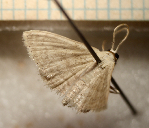  ( - MJP00367)  @11 [ ] Unspecified (default): All Rights Reserved (2074) State Museum of Natural History Karlsruhe State Museum of Natural History Karlsruhe