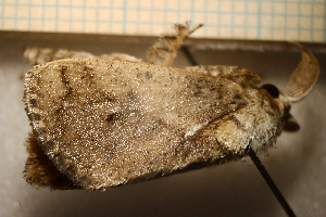  ( - MJP00374)  @11 [ ] Unspecified (default): All Rights Reserved (2081) State Museum of Natural History Karlsruhe State Museum of Natural History Karlsruhe