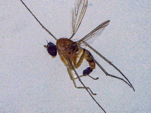  (Neurigona erichsoni - SMNK-DOLI-0011)  @11 [ ] CreativeCommons  Attribution (by)  Unspecified Natural History Museum Karlsruhe