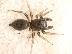  ( - SMNK-ARA 08869)  @11 [ ] Copyright  GBOL-Team ZFMK Staatliches Museum f&uuml;r Naturkunde Karlsruhe