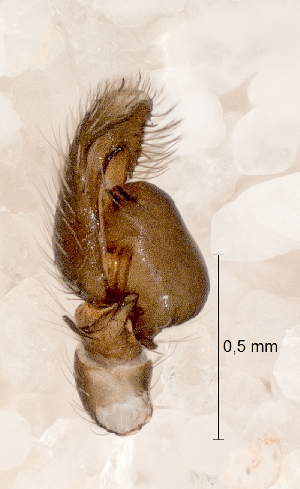  ( - SMNK-ARA 08870)  @11 [ ] Copyright  GBOL-Team ZFMK Staatliches Museum f&uuml;r Naturkunde Karlsruhe