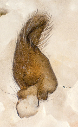  ( - SMNK-ARA 08871)  @11 [ ] Copyright  GBOL-Team ZFMK Staatliches Museum f&uuml;r Naturkunde Karlsruhe