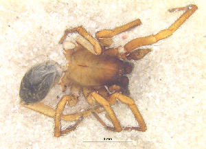  ( - SMNK-ARA 08929)  @11 [ ] Copyright  GBOL-Team ZFMK Staatliches Museum f&uuml;r Naturkunde Karlsruhe