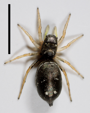  ( - SMNS-Aran-910)  @11 [ ] Copyright (2013) GBOL-Team ZFMK Staatliches Museum f&uuml;r Naturkunde Stuttgart