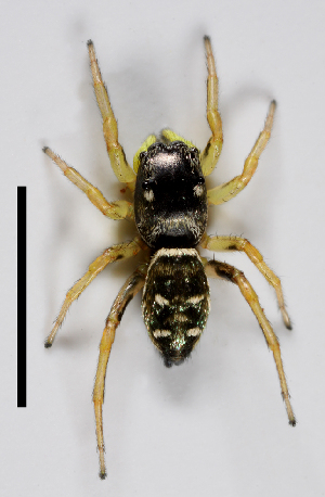  ( - SMNS-Aran-912)  @11 [ ] Copyright (2013) GBOL-Team ZFMK Staatliches Museum f&uuml;r Naturkunde Stuttgart