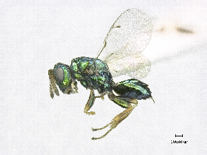  (Halticoptera dimidiata - SMNS_38373)  @11 [ ] CreativeCommons  Attribution Share-Alike (by-sa) (2020) State Museum of Natural History Stuttgart State Museum of Natural History Stuttgart