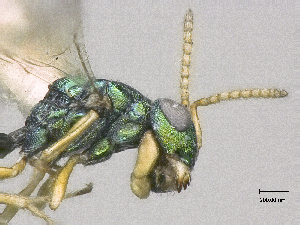  (Halticoptera patellana - SMNS_38844)  @11 [ ] CreativeCommons  Attribution Share-Alike (by-sa) (2020) State Museum of Natural History Stuttgart State Museum of Natural History Stuttgart