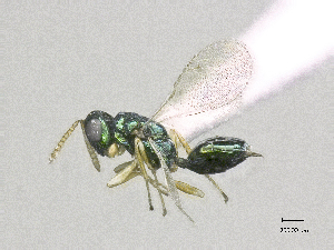  (Halticoptera circulus - SMNS_38896)  @11 [ ] CreativeCommons  Attribution Share-Alike (by-sa) (2020) State Museum of Natural History Stuttgart State Museum of Natural History Stuttgart