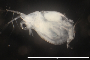  (Moina cf. micrura - CH879-A01)  @11 [ ] CreativeCommons - Attribution Non-Commercial (2025) Unspecified El Colegio de la Frontera Sur, Unidad Chetumal