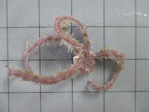  ( - SeaMP_SB011)  @11 [ ] Unspecified (default): All Rights Reserved (2022) Unspecified Unspecified