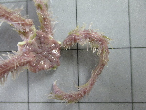  ( - SeaMP_SB011)  @11 [ ] Unspecified (default): All Rights Reserved (2022) Unspecified Unspecified