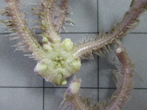  ( - SeaMP_SB011)  @11 [ ] Unspecified (default): All Rights Reserved (2022) Unspecified Unspecified