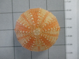  ( - SeaMP_SB126)  @11 [ ] Unspecified (default): All Rights Reserved (2022) Unspecified Unspecified