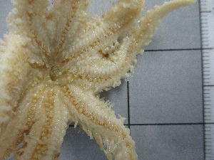  ( - SeaMP_SB224)  @11 [ ] Unspecified (default): All Rights Reserved (2022) Unspecified Unspecified