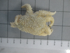  ( - SeaMP_SB224)  @11 [ ] Unspecified (default): All Rights Reserved (2022) Unspecified Unspecified