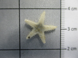  (Astropecten irregularis - SeaMP_SB278)  @11 [ ] Unspecified (default): All Rights Reserved (2023) Unspecified Unspecified