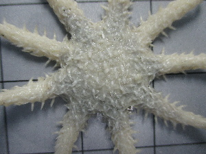  ( - SeaMP_SB280)  @11 [ ] Unspecified (default): All Rights Reserved (2023) Unspecified Unspecified