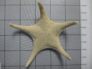  (Mediaster bairdi - SeaMP_SB303)  @11 [ ] Unspecified (default): All Rights Reserved (2023) Unspecified Unspecified