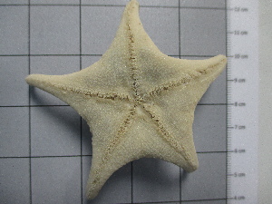  ( - SeaMP_SB303)  @11 [ ] Unspecified (default): All Rights Reserved (2023) Unspecified Unspecified
