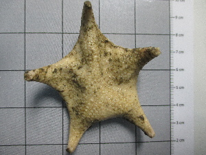  (Toraster - SeaMP_SB308)  @11 [ ] Unspecified (default): All Rights Reserved (2023) Unspecified Unspecified