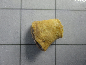  ( - SeaMP_SB031)  @11 [ ] Unspecified (default): All Rights Reserved (2022) Unspecified Unspecified