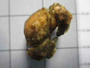  ( - SeaMP_SB332)  @11 [ ] Unspecified (default): All Rights Reserved (2023) Unspecified Unspecified