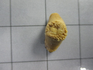  ( - SeaMP_SB033)  @11 [ ] Unspecified (default): All Rights Reserved (2022) Unspecified Unspecified