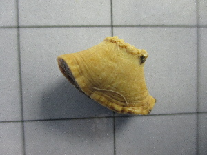  ( - SeaMP_SB033)  @11 [ ] Unspecified (default): All Rights Reserved (2022) Unspecified Unspecified