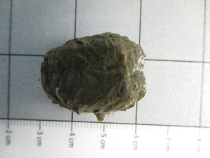  (Aphrodita alta - SeaMP_SB404)  @11 [ ] Unspecified (default): All Rights Reserved (2023) Unspecified Unspecified