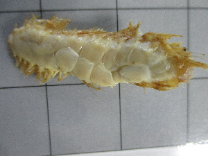  ( - SeaMP_SB060)  @11 [ ] Unspecified (default): All Rights Reserved (2022) Unspecified Unspecified