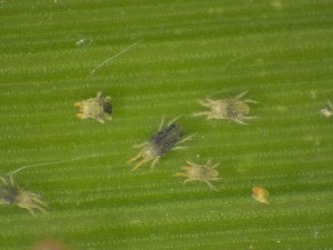  (Schizotetranychus - SMPYM)  @11 [ ] Copyright (2025) Haseena Bhaskar KERALA AGRICULTURAL UNIVERSITY