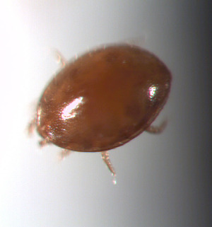  (Uroobovella marginata - PAP1UR205)  @11 [ ] No Rights Reserved (2016) Lise Roy Paul Valéry University, Montpellier 3