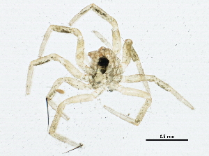  ( - BIOUG05510-B12)  @12 [ ] CreativeCommons - Attribution (2013) CBG Photography Group Centre for Biodiversity Genomics