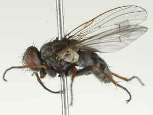  ( - BIOUG05501-B11)  @12 [ ] CreativeCommons - Attribution (2013) CBG Photography Group Centre for Biodiversity Genomics