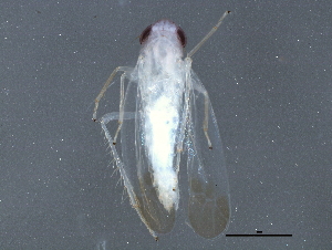  ( - BIOUG05545-F05)  @13 [ ] CreativeCommons - Attribution (2013) CBG Photography Group Centre for Biodiversity Genomics