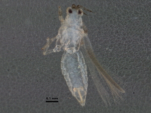  (Dendrothripinae - BIOUG05554-E12)  @12 [ ] CreativeCommons - Attribution (2013) CBG Photography Group Centre for Biodiversity Genomics