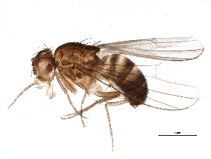  (Drosophila funebris - BIOUG05601-H01)  @14 [ ] CreativeCommons - Attribution (2013) CBG Photography Group Centre for Biodiversity Genomics