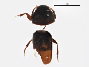  ( - BIOUG05624-C03)  @13 [ ] CreativeCommons - Attribution (2013) CBG Photography Group Centre for Biodiversity Genomics