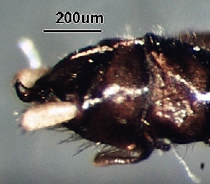  ( - BIOUG05578-G04)  @11 [ ] CC-0 (2018) David Burton Unspecified