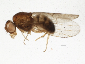  (Drosophila putrida - BIOUG05509-A02)  @15 [ ] CreativeCommons - Attribution (2013) CBG Photography Group Centre for Biodiversity Genomics