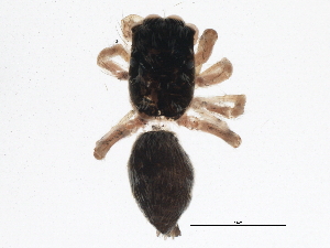  ( - BIOUG05525-E04)  @12 [ ] CreativeCommons - Attribution (2013) CBG Photography Group Centre for Biodiversity Genomics
